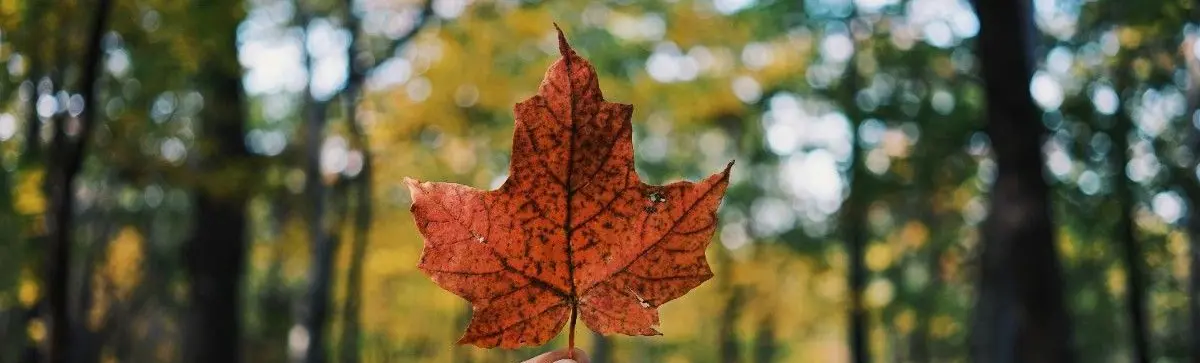 The Structure of Modern Mobility